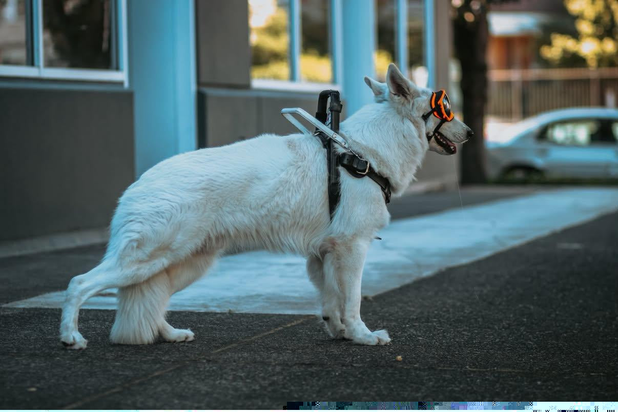 Service Dogs